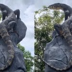 Patung Biawak Karya Seniman Wonosobo Jadi Sorotan karena Mirip Asli Patung Biawak Karya Seniman Wonosobo Jadi Sorotan karena Mirip Asli