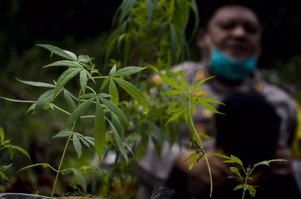 Negaraku Sayang, Tanahku Pinjam: Tentang Emas, Ganja, dan Logika yang Tertanam