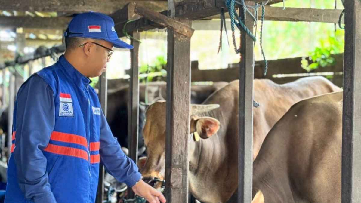 Jelang Idul Adha 2026, DT Peduli Kalsel Siapkan Hewan Qurban Berkualitas