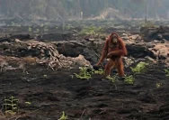 Petugas BKSDA Kalimantan Tengah melakukan evakuasi terhadap orang utan yang berada di kawasan jalan raya.