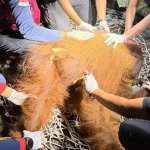 Orang Utan Yondu Ditemukan Memiliki Hernia Perut di Kotawaringin Barat Petugas mengevakuasi orang utan jantan bernama Yondu di Kotawaringin Barat