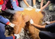 Petugas mengevakuasi orang utan jantan bernama Yondu di Kotawaringin Barat